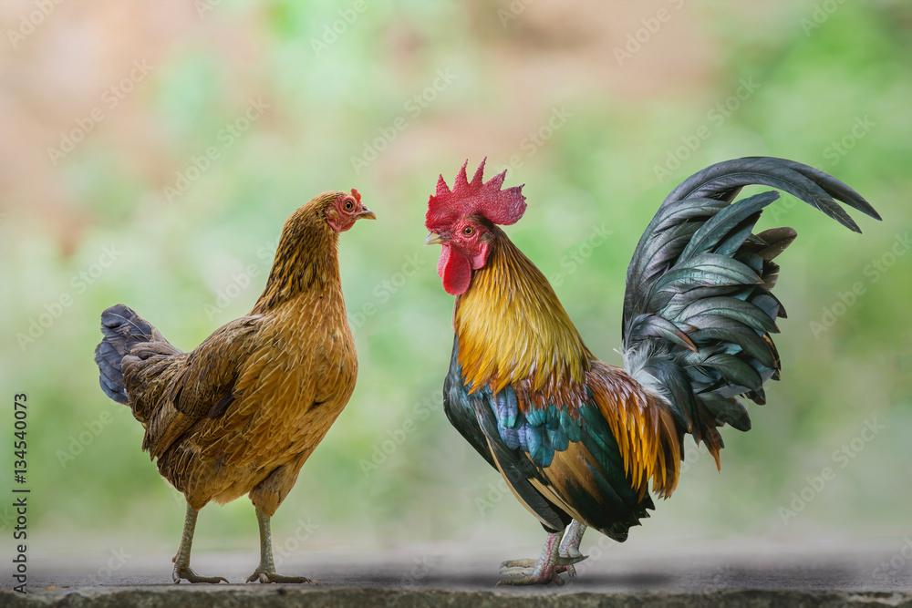 close up portrait of bantam chicken, hen