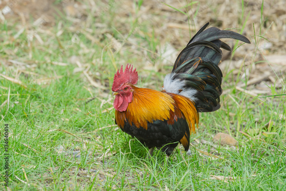 close up portrait of bantam chicken isolated on white background. Beautiful colorful cock