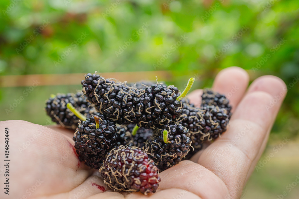 black and red Mulberry fruit on the hand (Morus nigra, Moraceae)