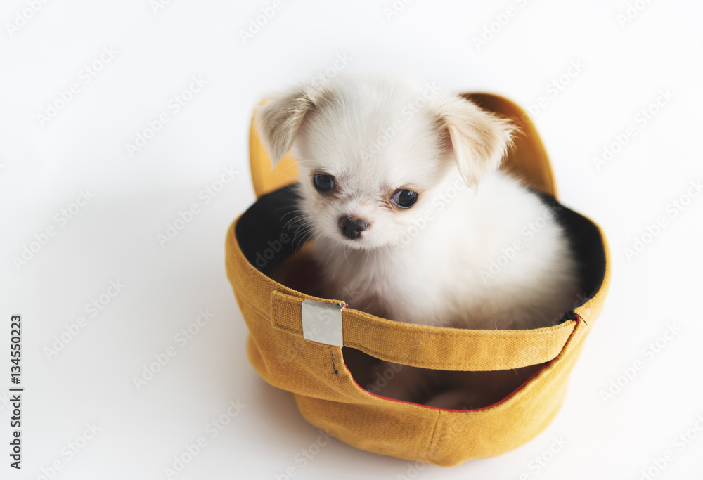 Miniature Chihuahua Dog Concept