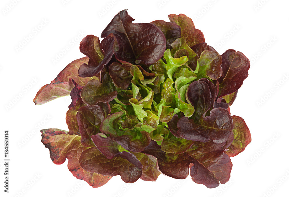 Oakleaf lettuce salad