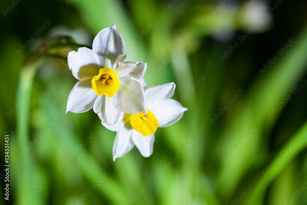 blooming narcissus closeup