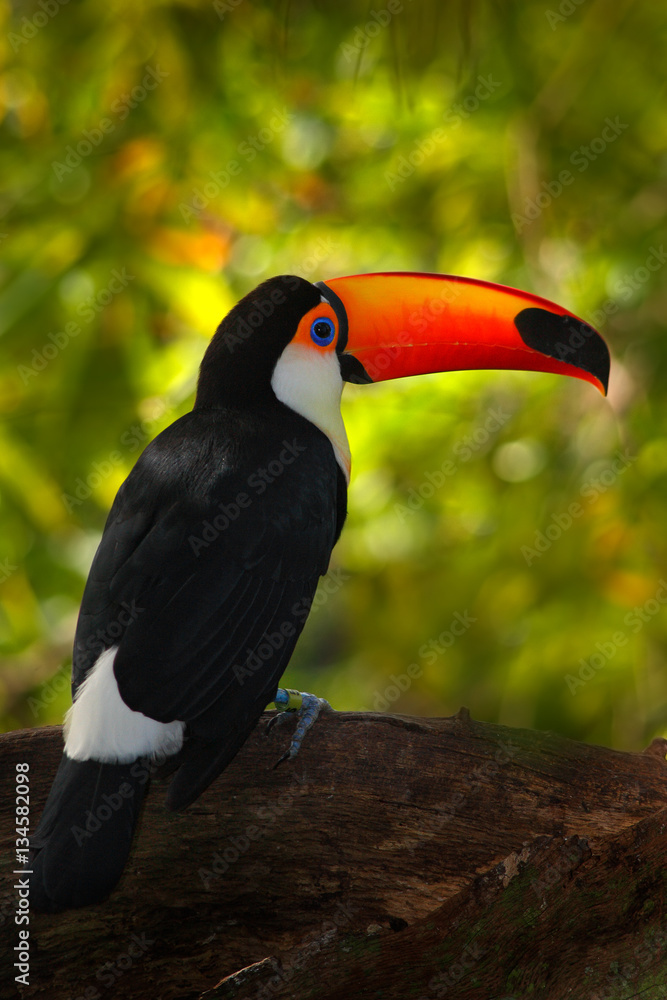 Toucan, beautiful bird from Brazil. Toco Toucan, big bird with orange bill, in the nature habitat, P