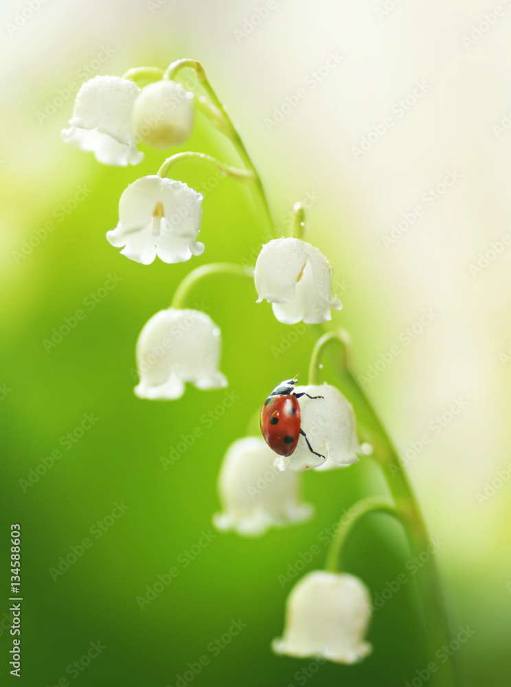 White lily of the Valley and ladybird close-up macro on white and light green background. Spring gen