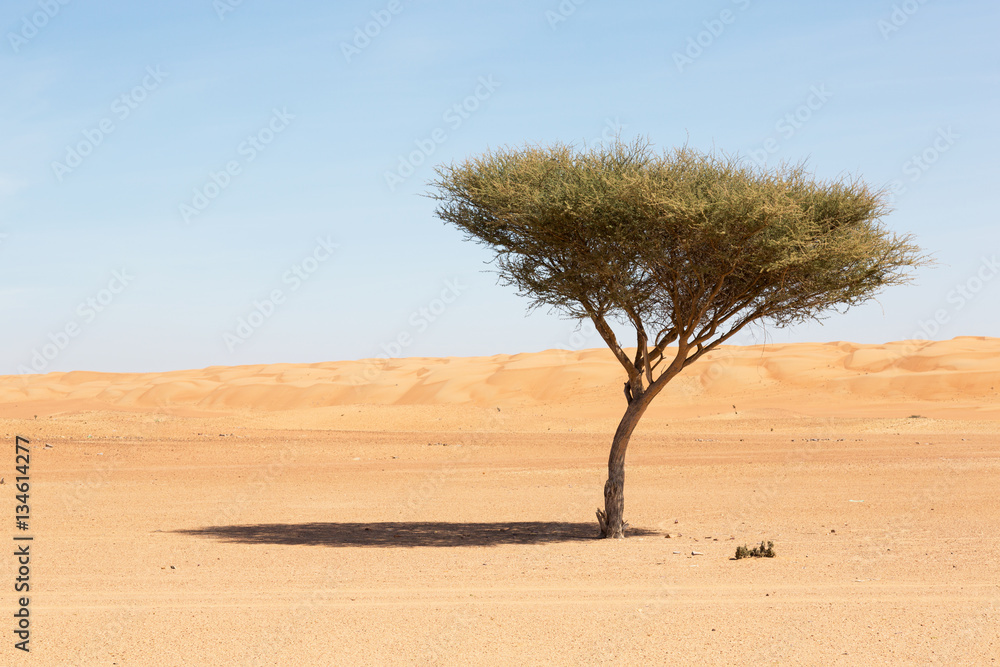 Desert in Oman with green tree