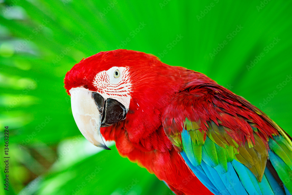 Portrait of colorful scarlet macaw parrot against jungle. Side view of wild ara parrot head in green