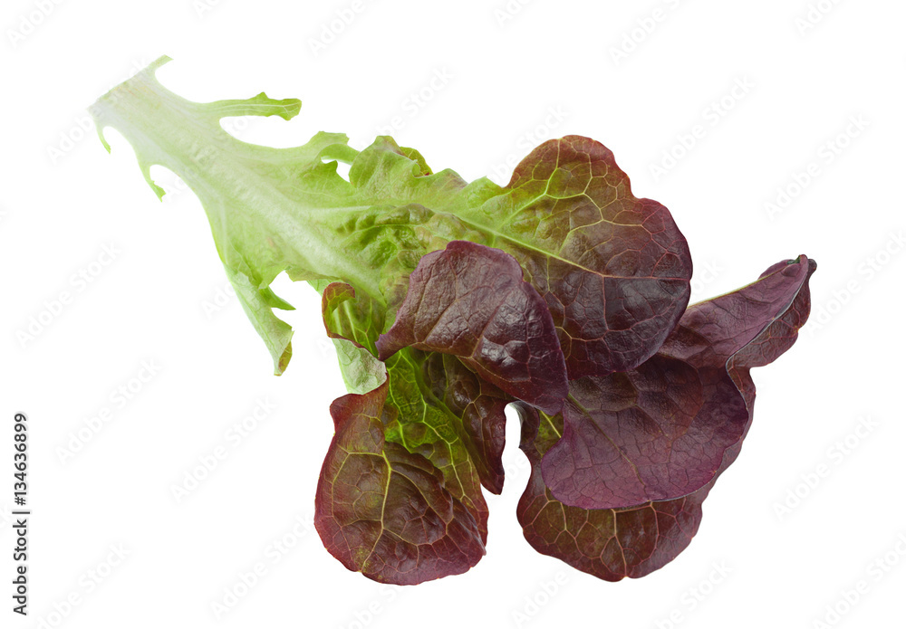 Oakleaf lettuce salad