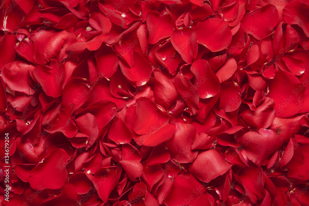 Background of Rose Petals