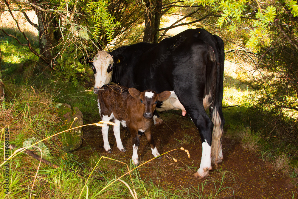 Two days old calf with a cow