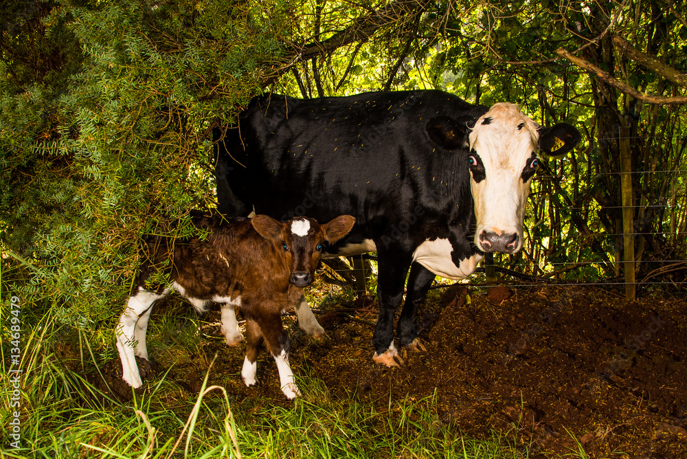 Two days old calf with a cow