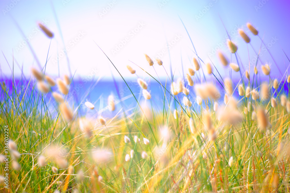 Bunny Tails Grass Lagurus Ovatus