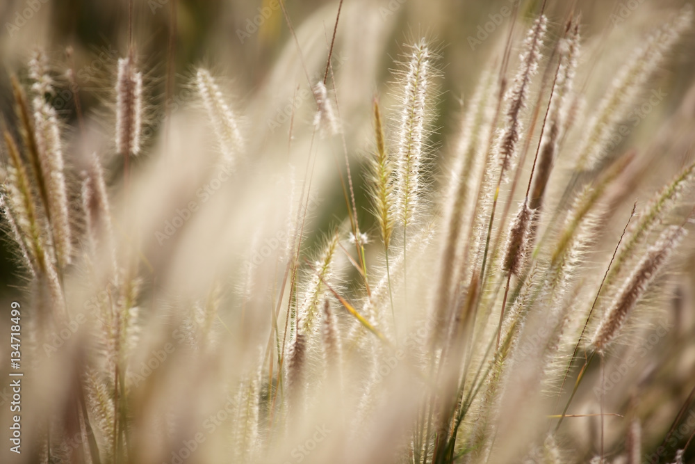 autumn reeds grass background texture