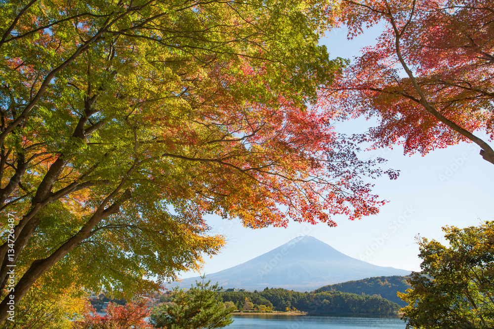 Autumn tree and Mountain Fuji at lake kawaguchiko in autumn season