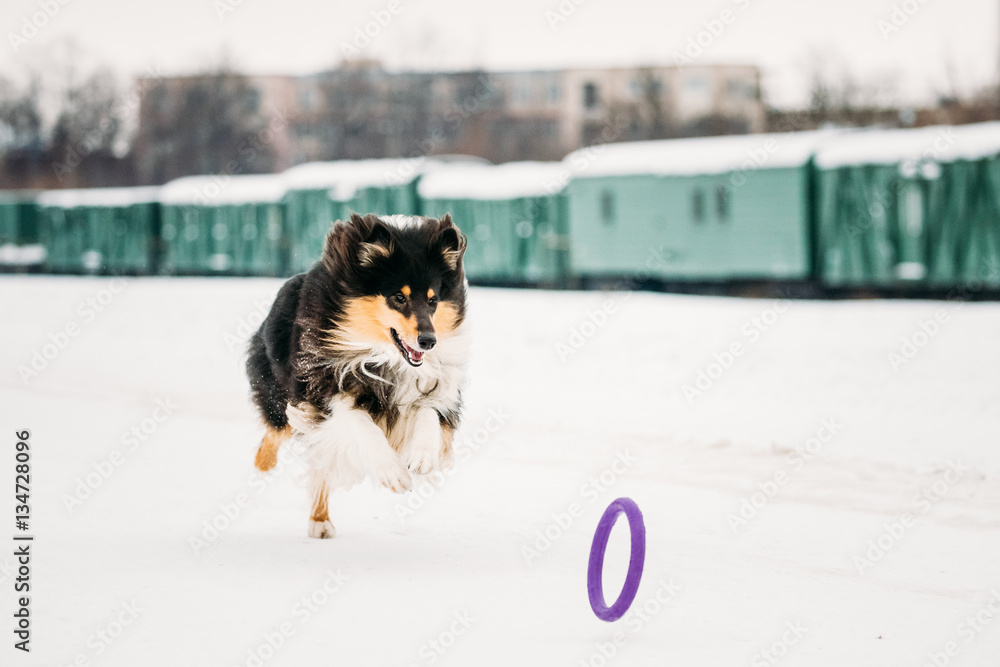 Shetland Sheepdog, Sheltie, Collie Playing With Ring And Fast Runnning