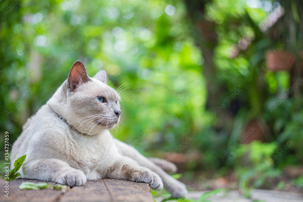 Thai house cat, Siamese cat species sit on wooden.