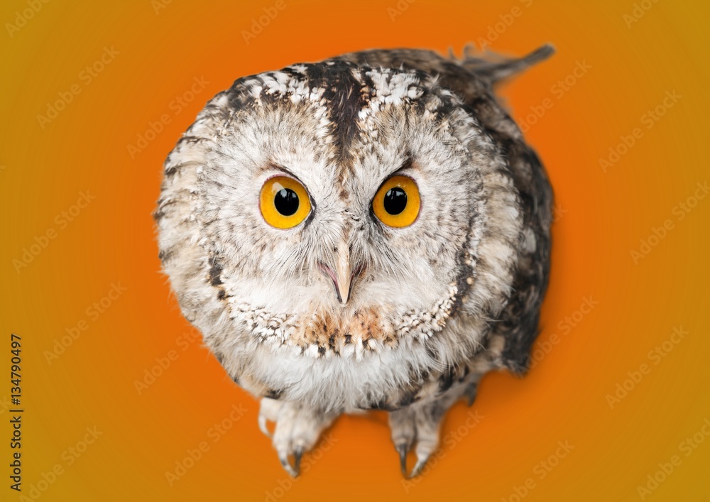 Owl.