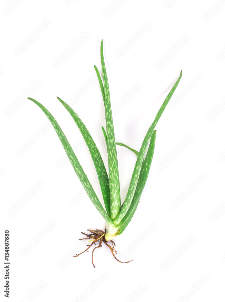  leaf of fresh aloe vera plant product 