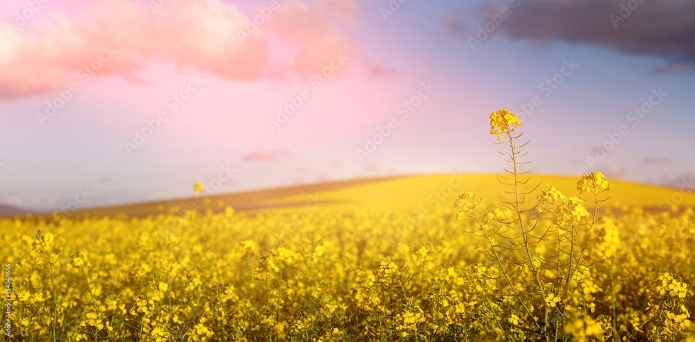 Beautiful mustard field