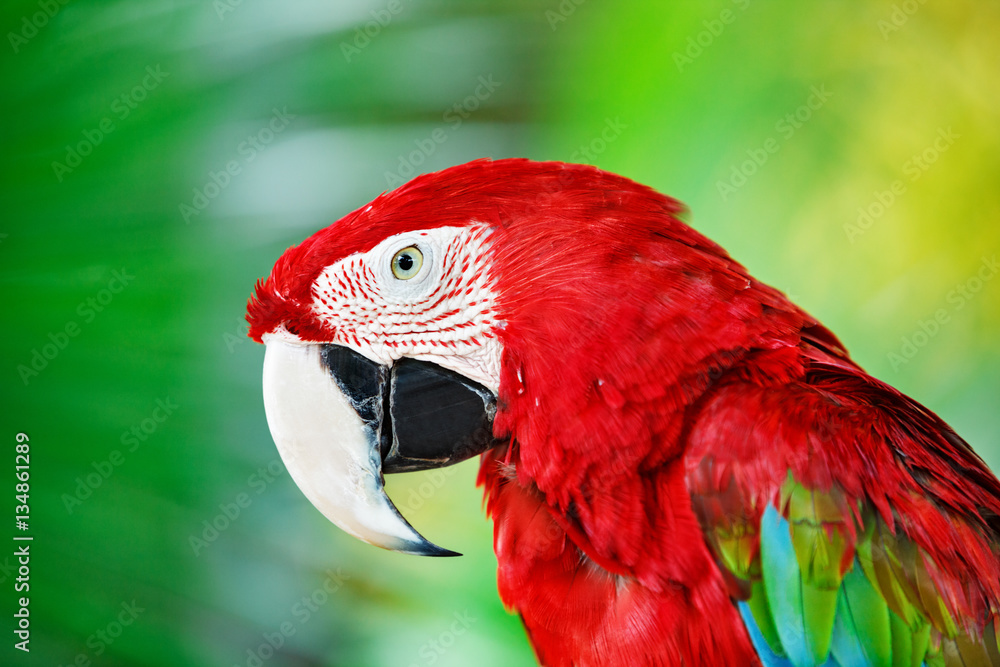 Colorful portrait of Amazon red macaw parrot against jungle. Side view of wild ara parrot head on gr