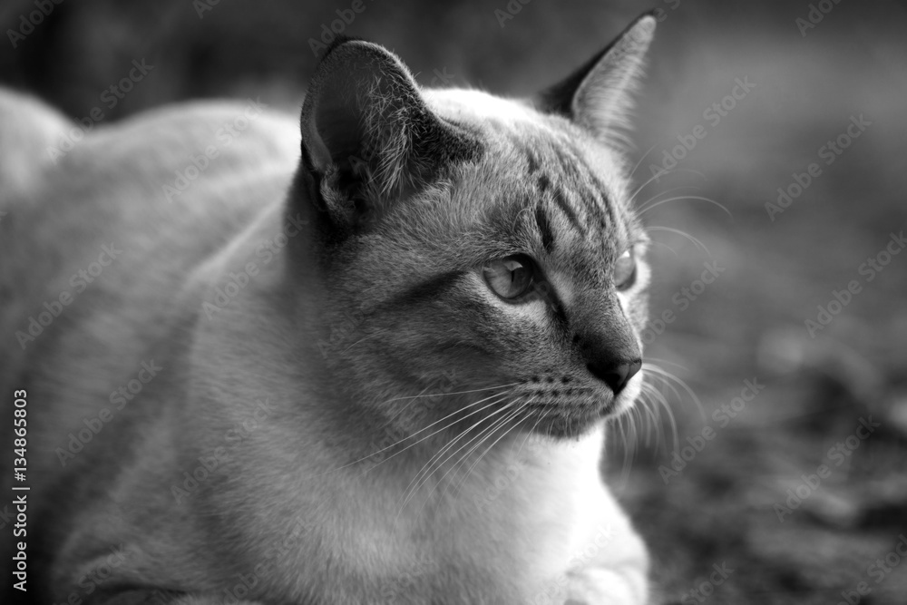 black and white portrait of cat Thailand on the ground