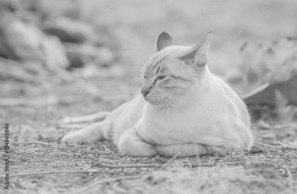 black and white portrait of cat Thailand on the ground