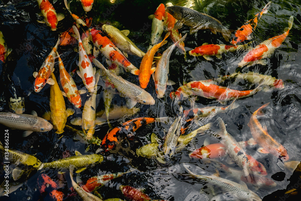 Koi fish, Fancy Carp fish swimming in The pond , Top view