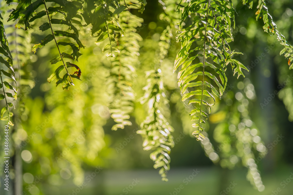 波士顿蕨类植物挂在树上，晚上阳光明媚