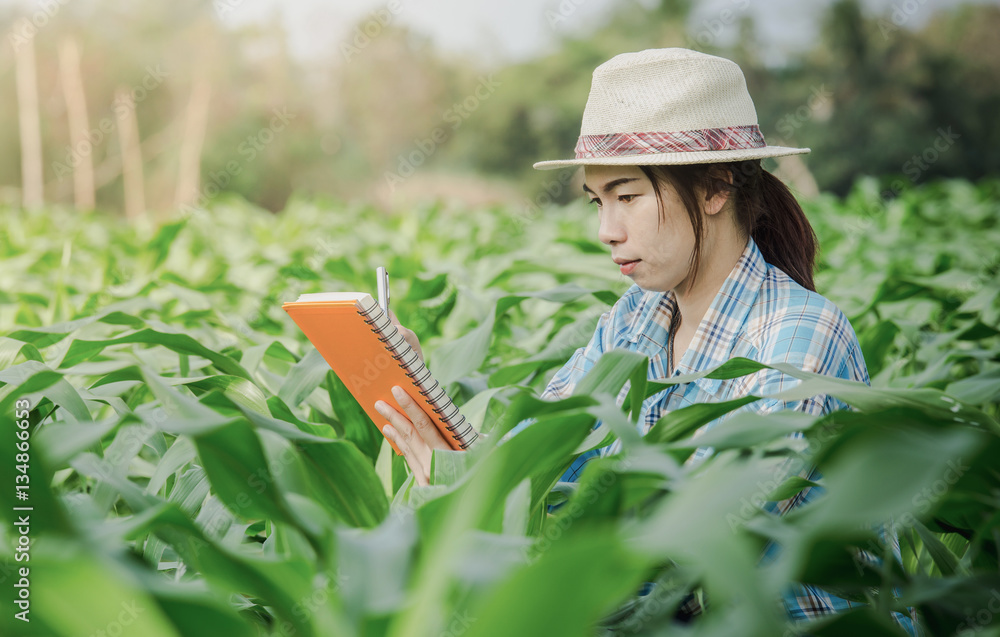 Asia woman farmer inspecting corn in agriculture garden.