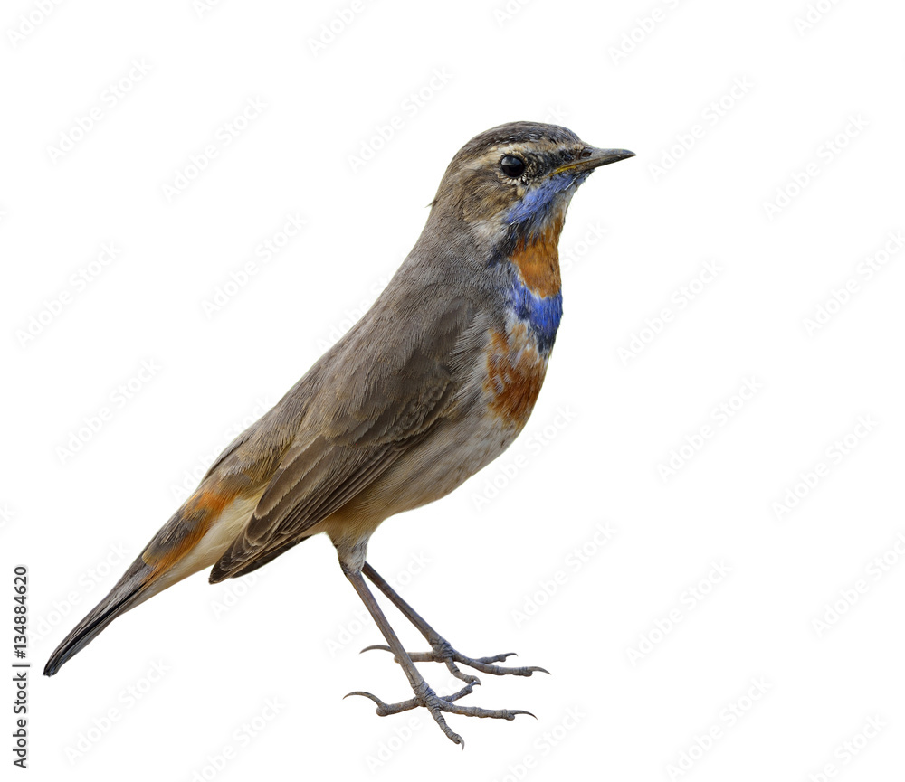 Bluethroat (Luscinia svecica) beautiful brown bird with orange a