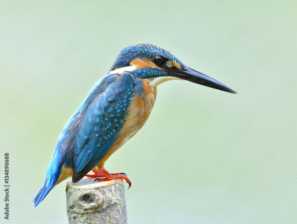 Common Kingfisher (Alcedo atthis) Eurasian or River Kingfisher,