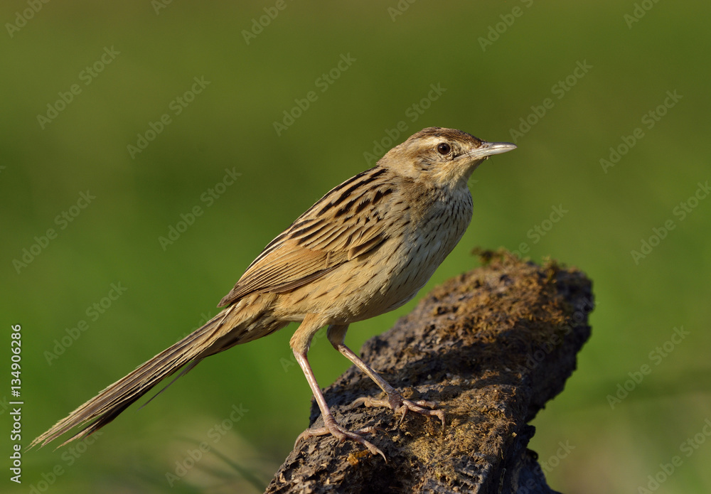 Striated Grassbird (Megalurus palustris) brown bird with very lo