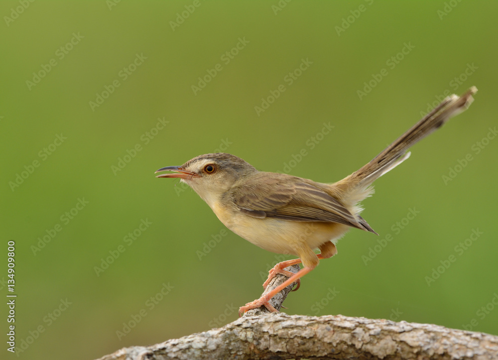 Plain Prinia (Prinia inornata) beautiful pale brown to yellow bi