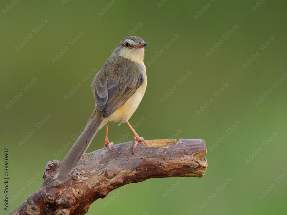 Plain, White-browed Prinia or Wren-Warbler Prinia (Prinia inorna