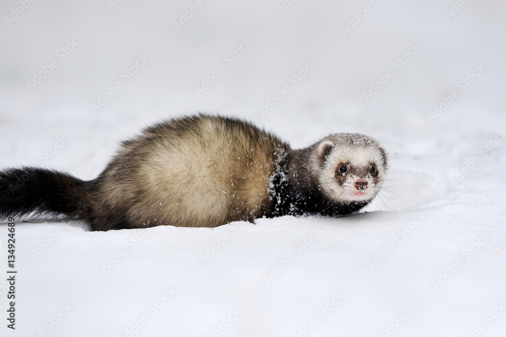 Wild ferret in snow