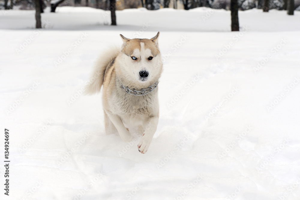 西伯利亚哈士奇犬