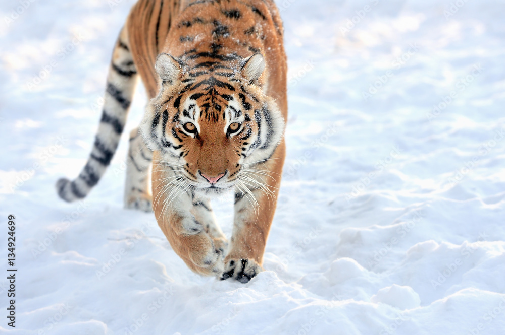 Tiger in winter