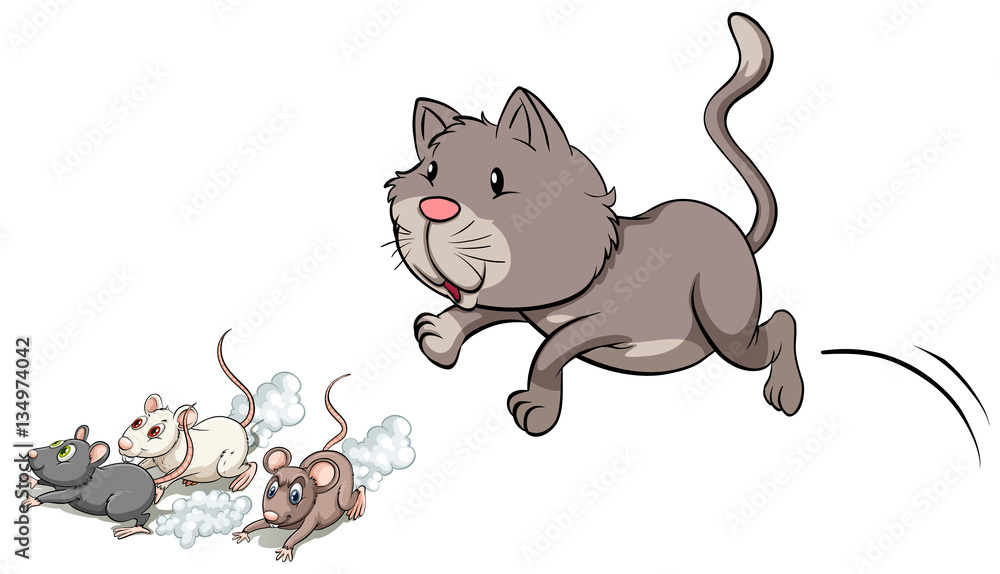 Gray kitten chasing mouse