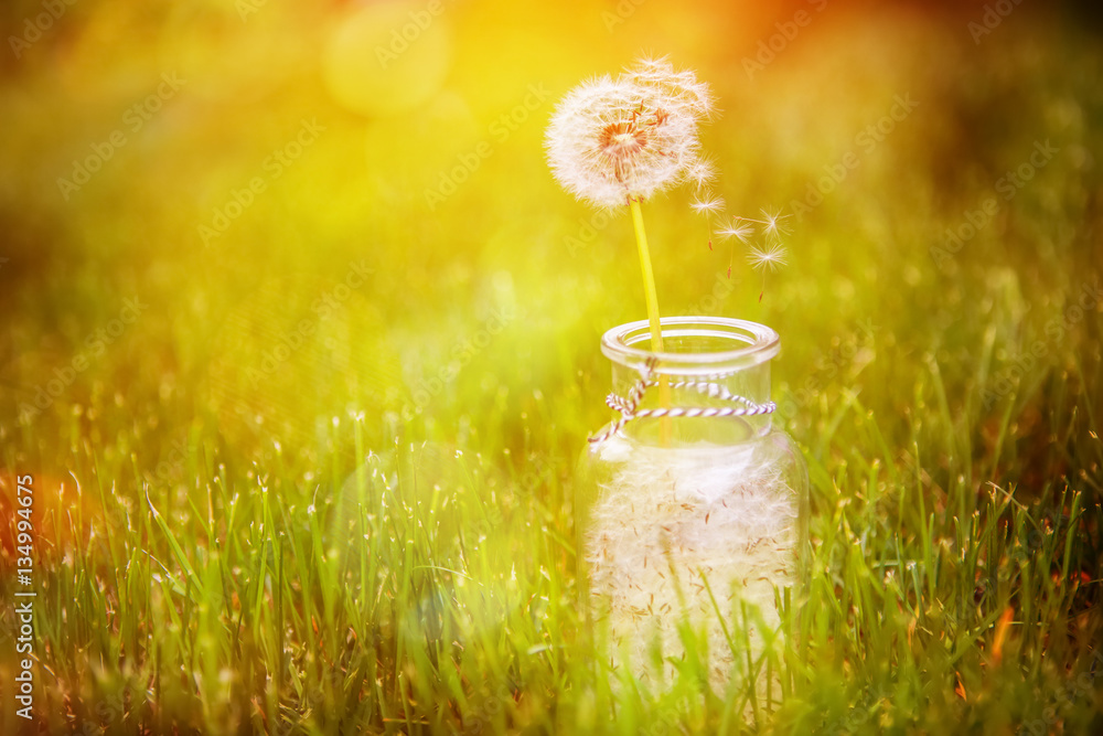 Dandelion seed wishes, saved in a bottle. Focus on floating seed