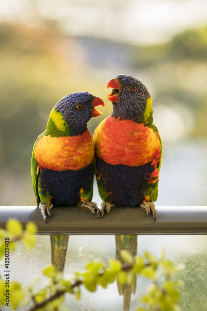 Vibrantly coloured Rainbow Lorikeets photographed against a blurred background - Sunshine Coast, Que