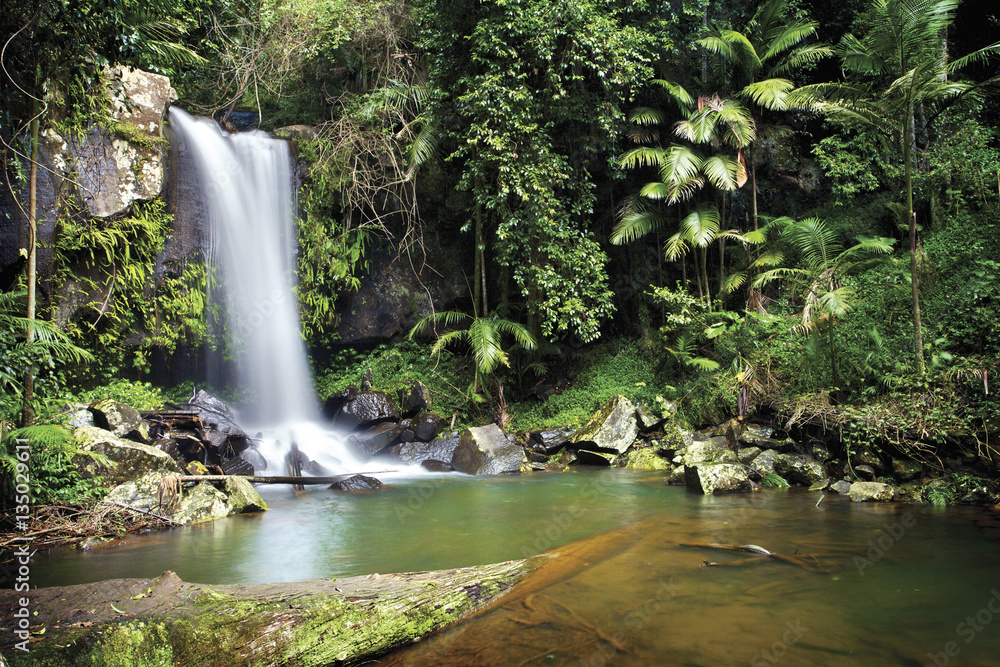 Curtis Falls is a popular tourist attraction on Mount Tamborine in the Gold Coast hinterland. Queens