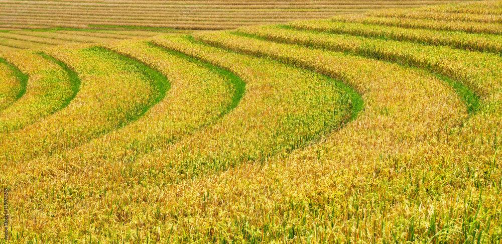 Beautiful view of Balinese green and yellow ripe rice growing on tropical field terraces. Best Asian