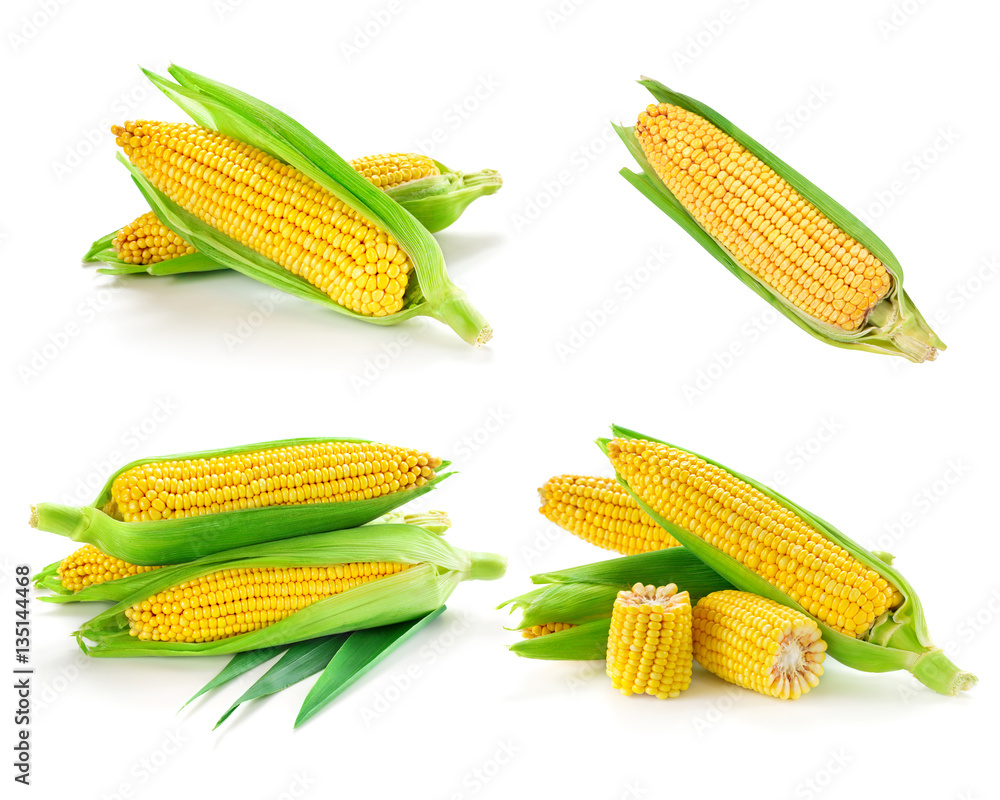 Corn collection isolated