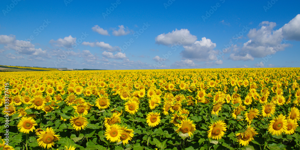 field of blooming sunflowers