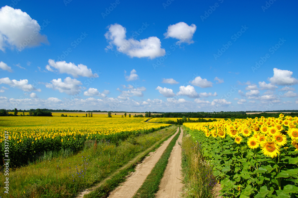 field of blooming sunflowers