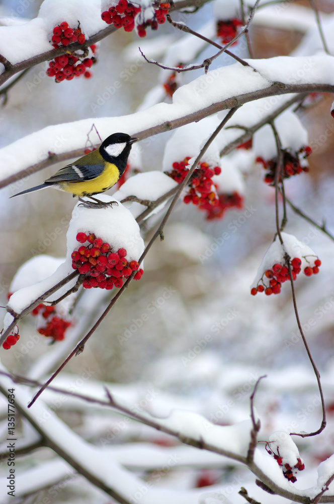 Tit sitting on a branch of rowan