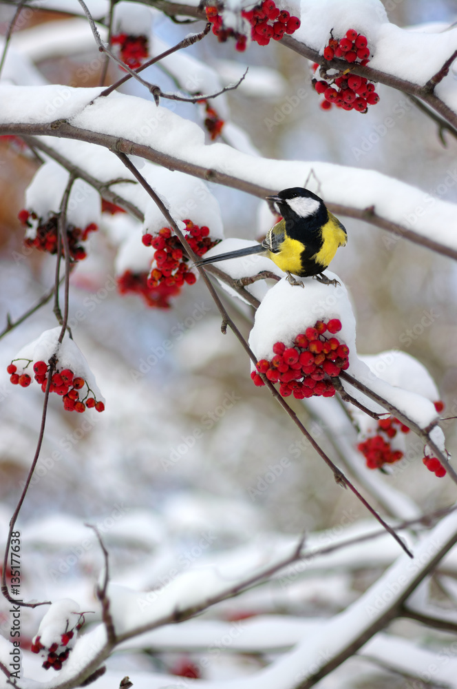 Tit sitting on a branch of rowan