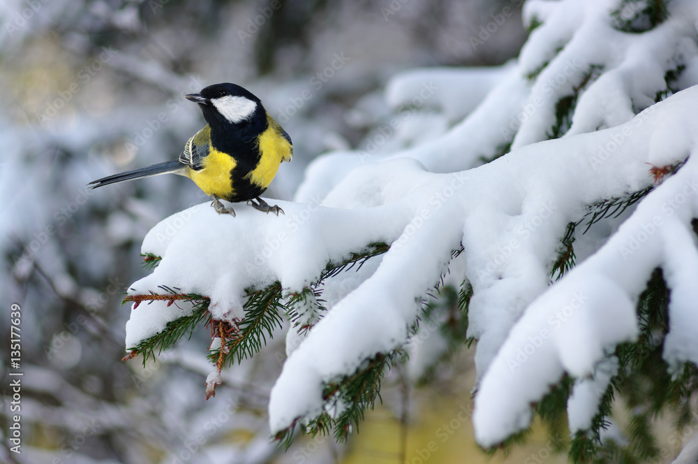 Tit sitting on spruce branches