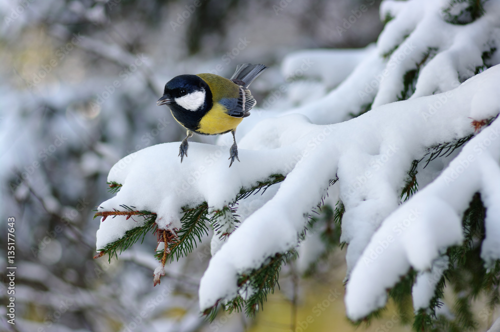 Tit sitting on spruce branches