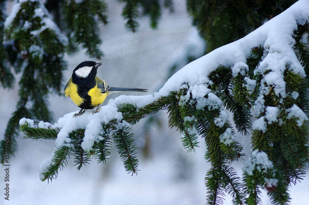 Tit sitting on spruce branches