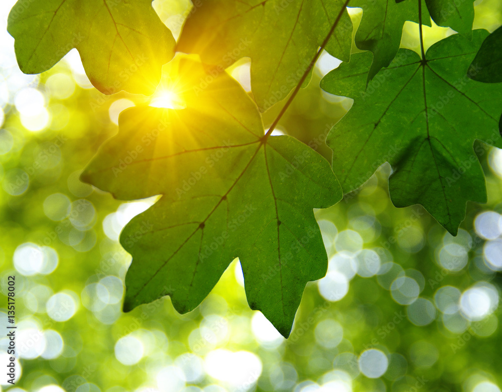 Green leaves and sun